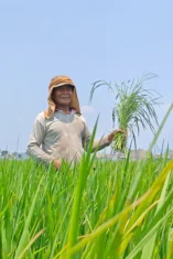 Petani Sambirejo