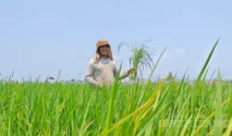 Petani Sambirejo