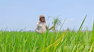 Petani Sambirejo